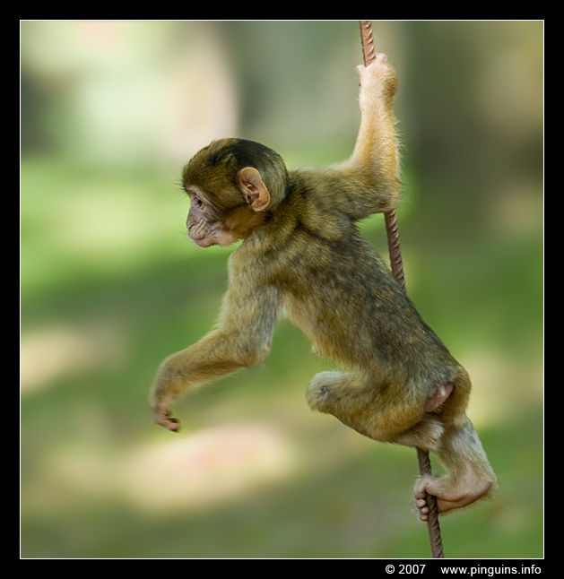 berberaap of magot aap of makaak ( Macaca sylvanus ) Berber monkey
Montagne des singes  Kintzheim Frankrijk France
Trefwoorden: Montagne des singes  Kintzheim Frankrijk France berberaap magot aap makaak Macaca sylvanus Berber monkey