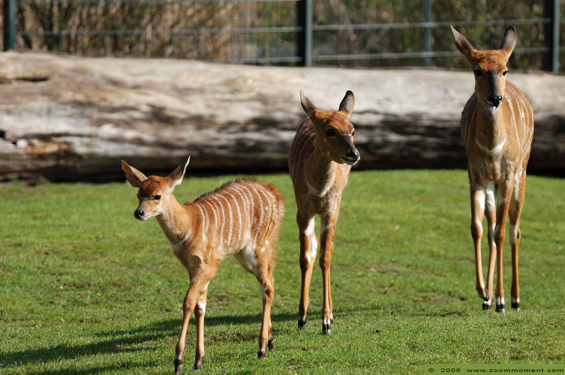 nyala antilope ( Tragelaphus angasii ) 
Trefwoorden: Berlijn Berlin zoo Germany  nyala antilope Tragelaphus angasii  