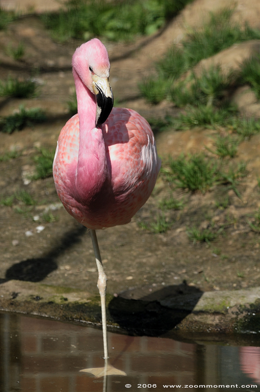 flamingo
Keywords: Berlijn Berlin zoo Germany flamingo