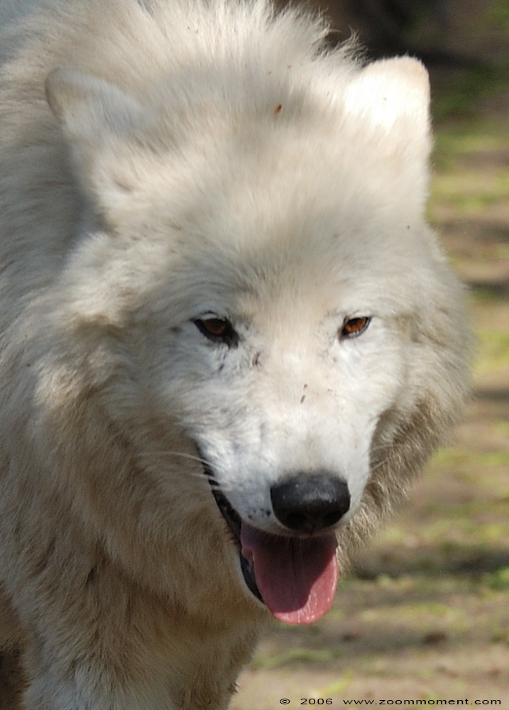 Arktische of canadese wolf ( Canis lupus arctos ) Canadian or arctic or white wolf
Trefwoorden: Berlijn Berlin zoo Germany Arktische canadese wolf Canis lupus arctos Canadian or arctic white wolf
