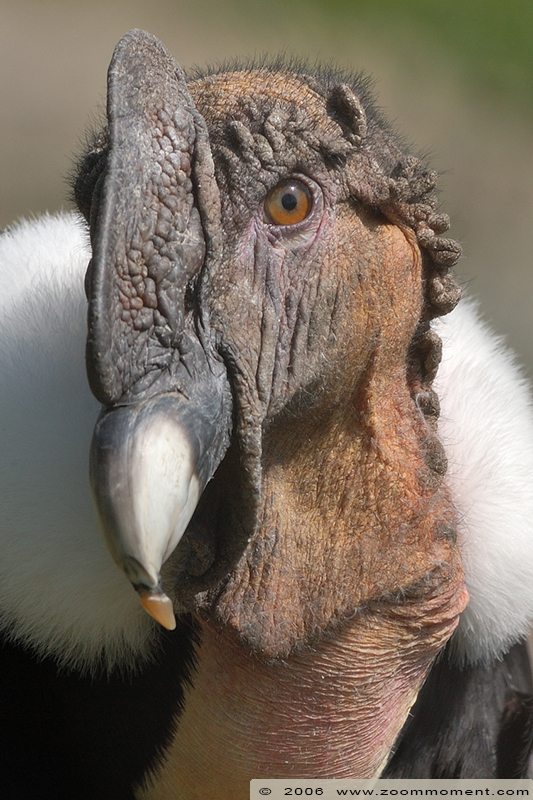 Anden kondor ( Vultur gryphus ) Andean condor or vulture
Trefwoorden: Berlijn Berlin zoo Germany Anden kondor  Vultur gryphus Andean condor  vulture