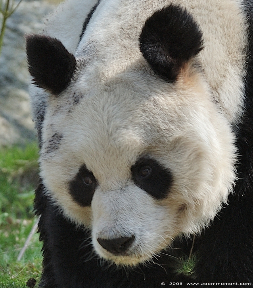 reuzenpanda ( Ailuropoda melanoleuca ) giant panda
Trefwoorden: Berlijn Berlin zoo Germany reuzenpanda Ailuropoda melanoleuca giant panda