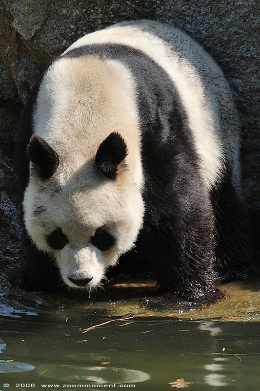 reuzenpanda ( Ailuropoda melanoleuca ) giant panda
Mots-clés: Berlijn Berlin zoo Germany reuzenpanda  Ailuropoda melanoleuca  giant panda