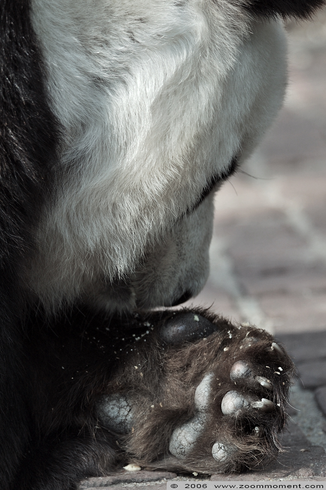reuzenpanda ( Ailuropoda melanoleuca ) giant panda
Trefwoorden: Berlijn Berlin zoo Germany reuzenpanda Ailuropoda melanoleuca giant panda