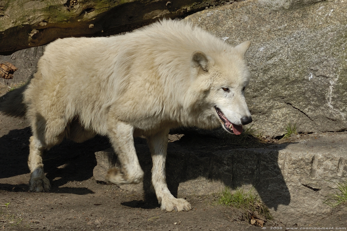 Arktische of canadese wolf ( Canis lupus arctos ) Canadian or arctic or white wolf
Trefwoorden: Berlijn Berlin zoo Germany  Arktische  canadese wolf  Canis lupus arctos  Canadian or arctic  white wolf