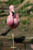 DSC_1887_Berlijn06_flamingoc.jpg