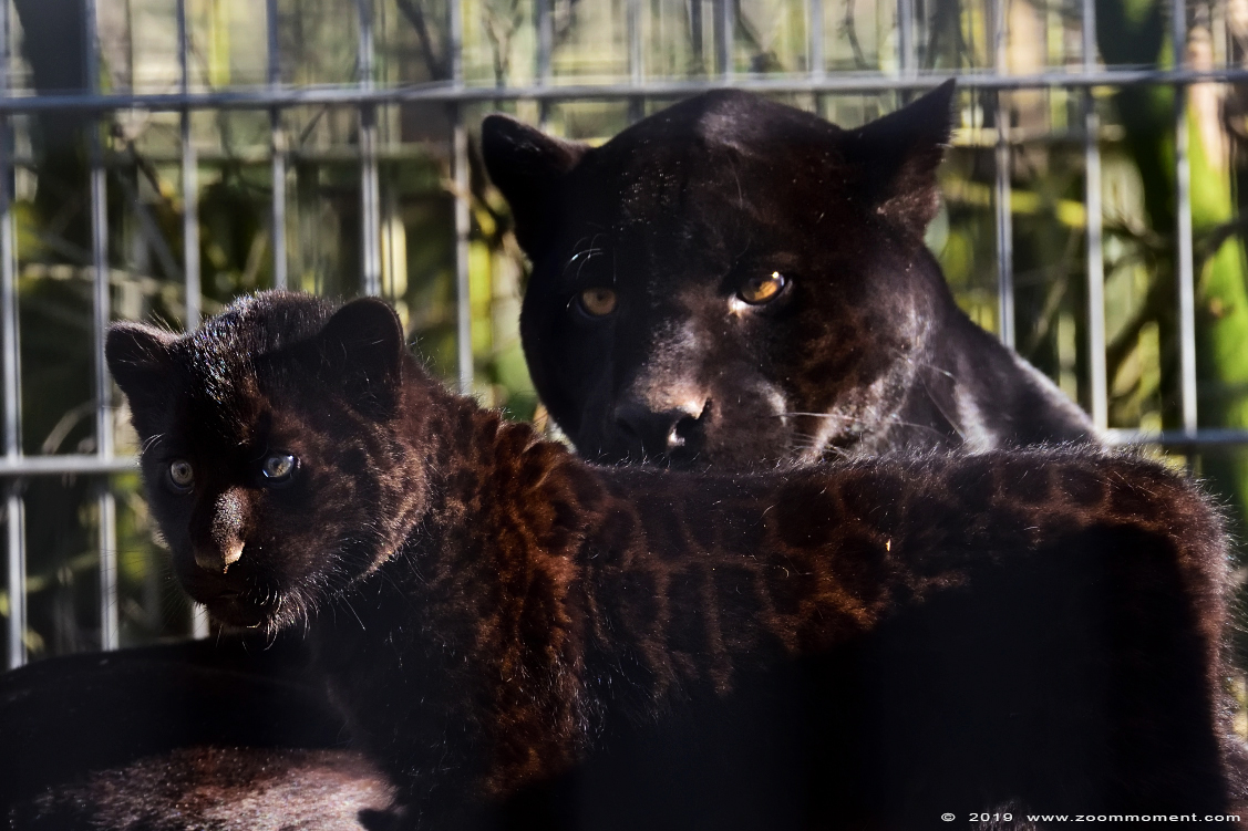jaguar  ( Panthera onca )
Welp, geboren 9 december 2018, op de foto ongeveer 2,5 maanden oud
Cub, born 9 december 2018, on the picture about 2,5 months old
Trefwoorden: Bestzoo Nederland jaguar  Panthera onca