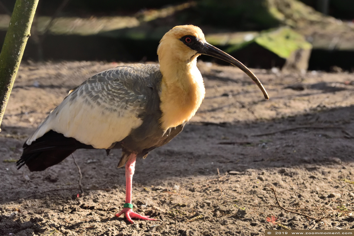 geelhalsibis  ( Theristicus caudatus )   buff necked ibis
Trefwoorden: Bestzoo Nederland geelhalsibis Theristicus caudatus buff necked ibis