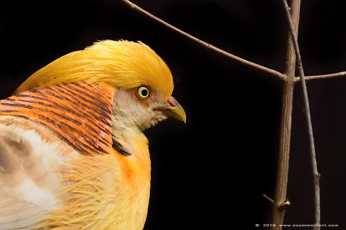 goudfazant  ( Chrysolophus pictus ) golden pheasant
Trefwoorden: Bestzoo goudfazant  Chrysolophus pictus  golden pheasant