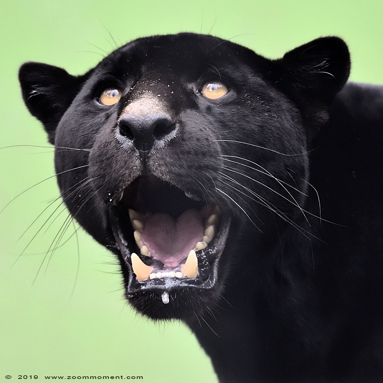 jaguar ( Panthera onca )
Keywords: Bestzoo Nederland jaguar Panthera onca