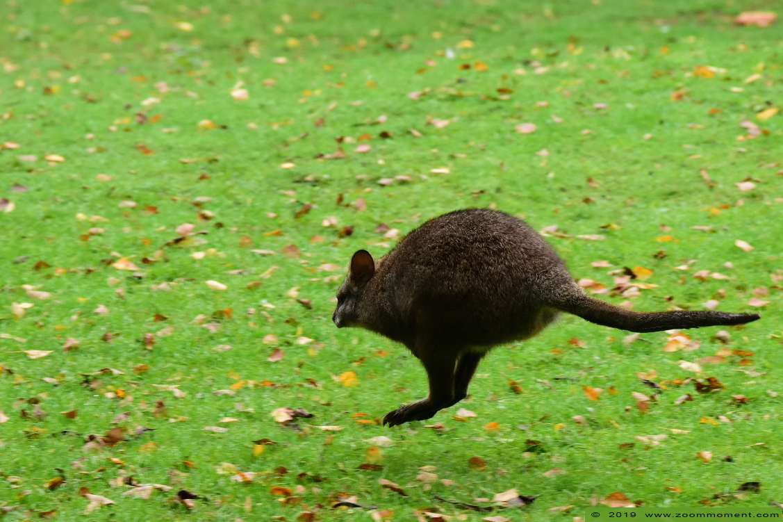 parmawallaby ( Macropus parma ) parma wallaby
Keywords: Bestzoo Nederland parmawallaby Macropus parma  parma wallaby