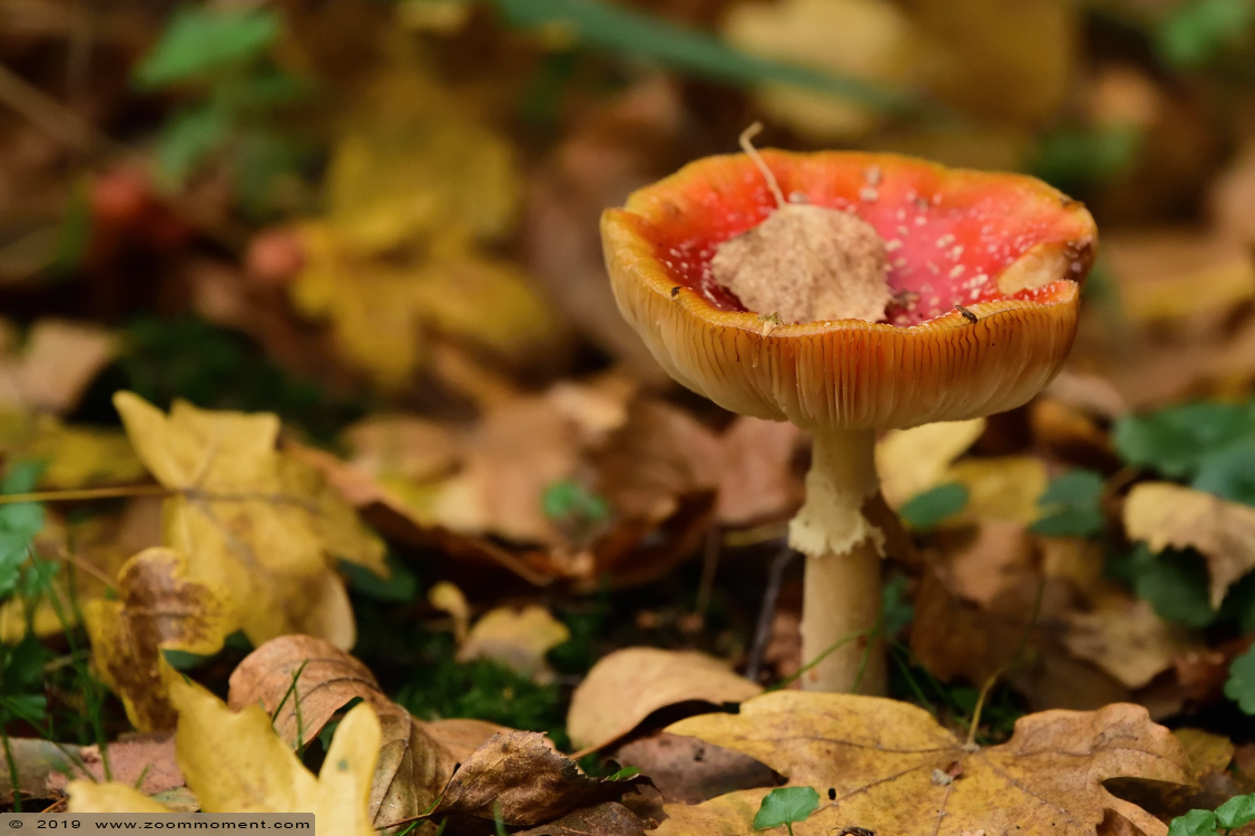 paddenstoel toadstool
Kulcsszavak: Bestzoo Nederland paddenstoel toadstool