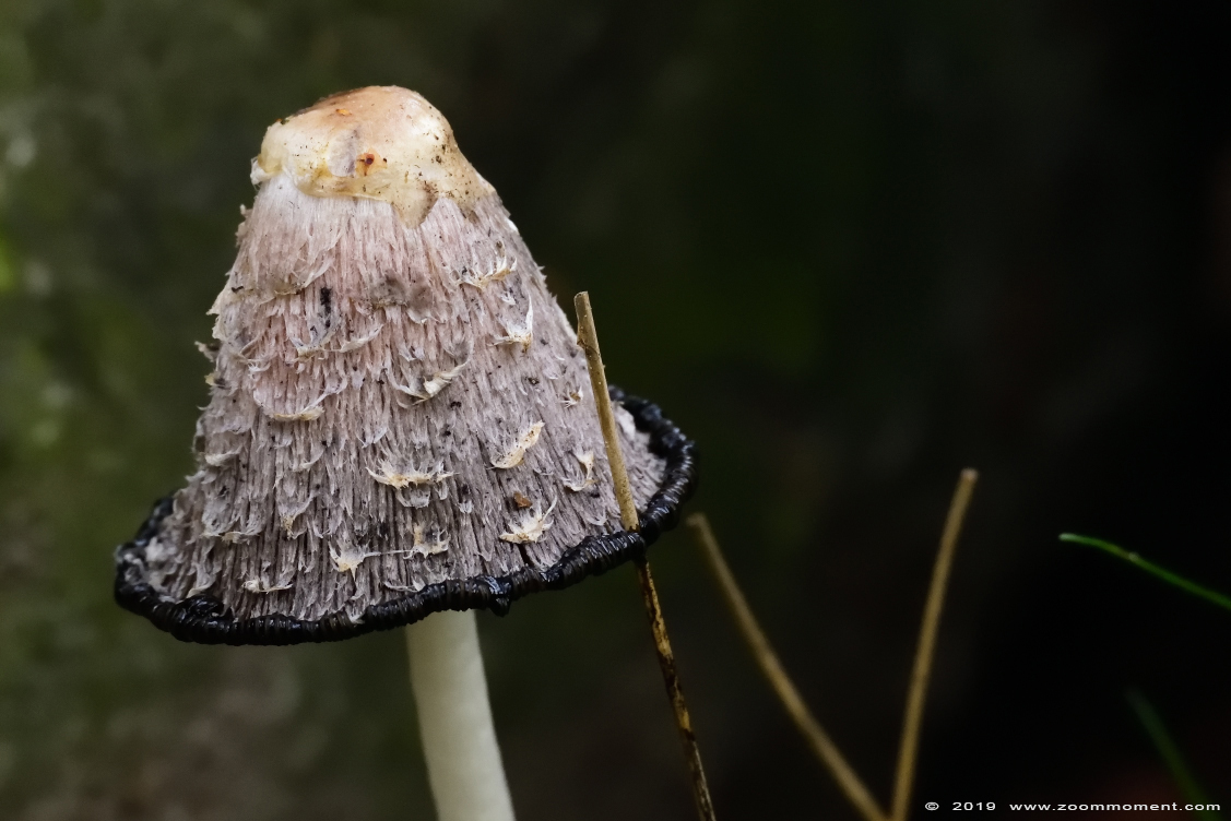 paddenstoel toadstool
Trefwoorden: Bestzoo Nederland paddenstoel toadstool