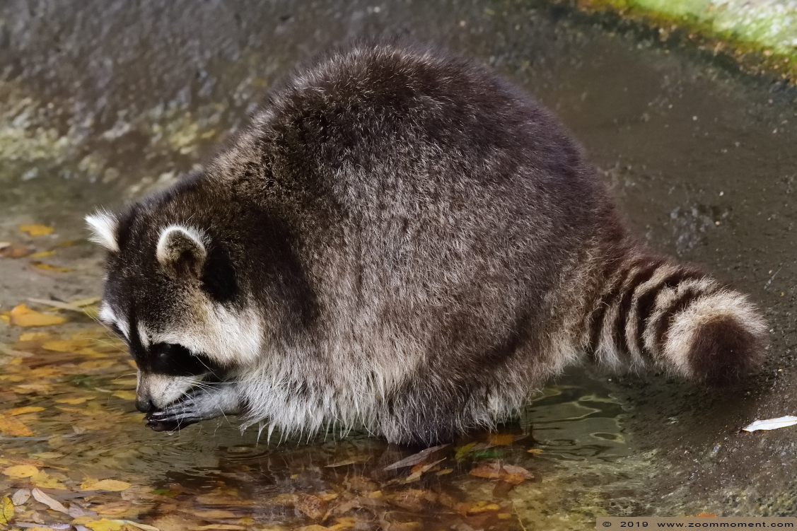 wasbeer ( Procyon lotor ) raccoon
Trefwoorden: Bestzoo Nederland wasbeer  Procyon lotor raccoon