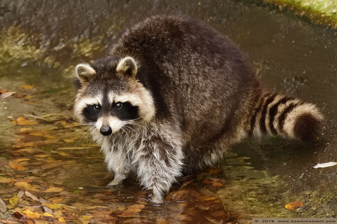wasbeer ( Procyon lotor ) raccoon
Trefwoorden: Bestzoo Nederland wasbeer  Procyon lotor raccoon