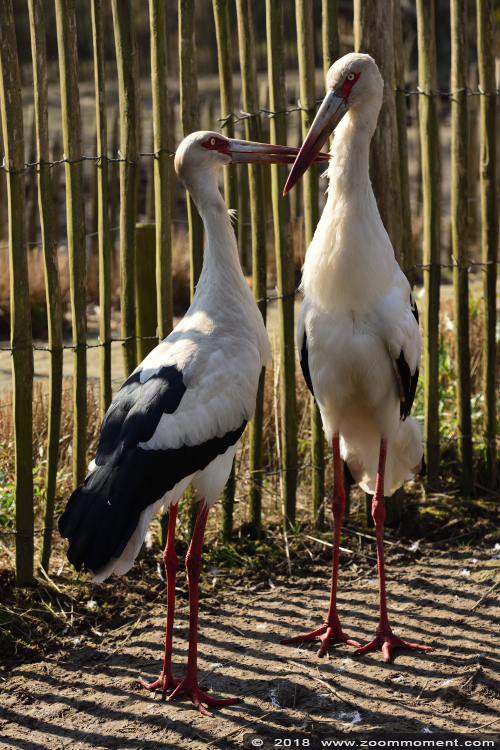 magoeari ( Ciconia maguari ) maguari stork
Trefwoorden: Bestzoo Nederland magoeari ooievaar Ciconia maguari maguari stork