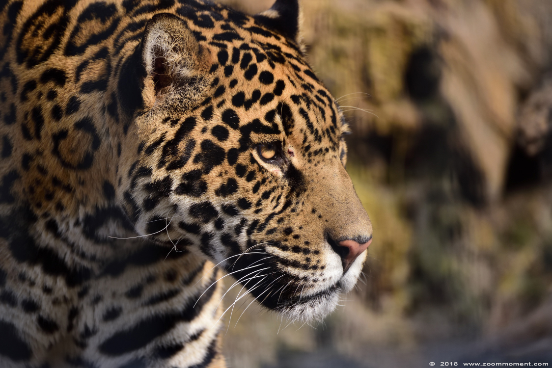 jaguar ( Panthera onca )
Keywords: Bestzoo Nederland jaguar  Panthera onca