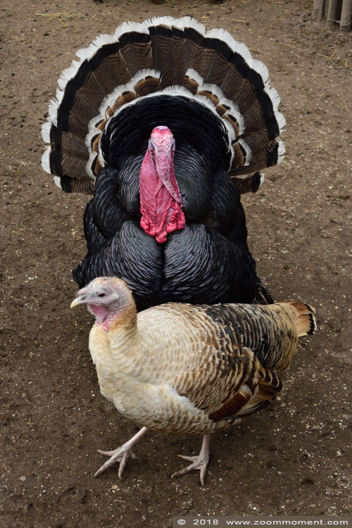kalkoen ( Meleagris gallopavo ) turkey 
Słowa kluczowe: Bestzoo Nederland kalkoen  Meleagris gallopavo  turkey
