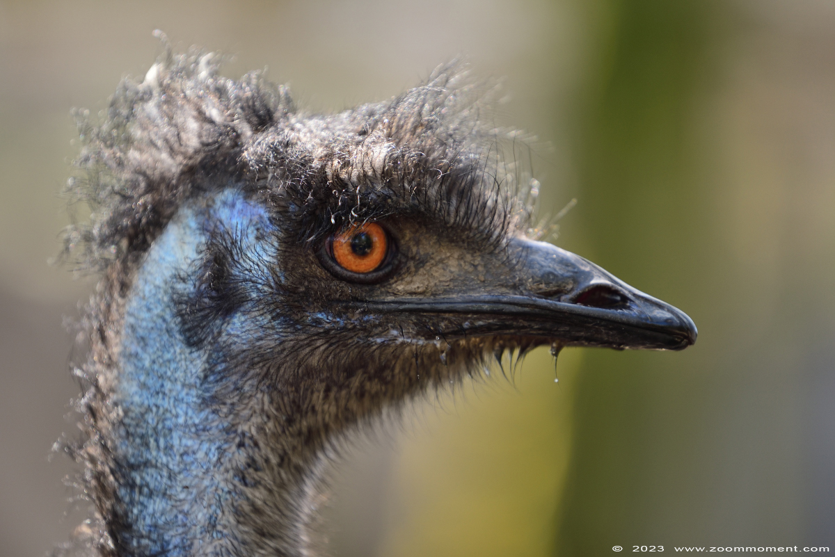 emoe ( Dromaius novaehollandiae ) emu
Palavras chave: Bestzoo Nederland emoe Dromaius novaehollandiae emu