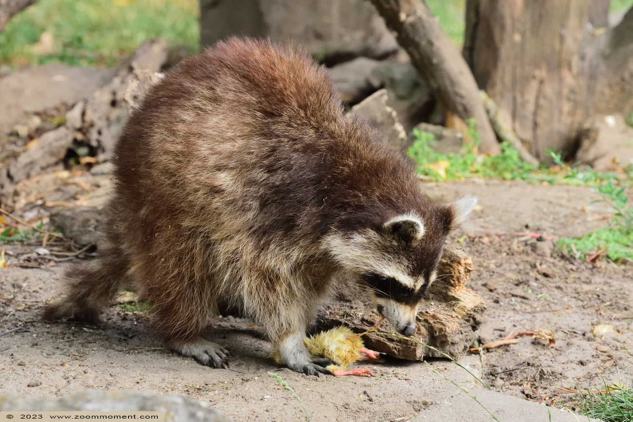 wasbeer ( Procyon lotor ) raccoon
Avainsanat: Bestzoo Nederland wasbeer Procyon lotor raccoon