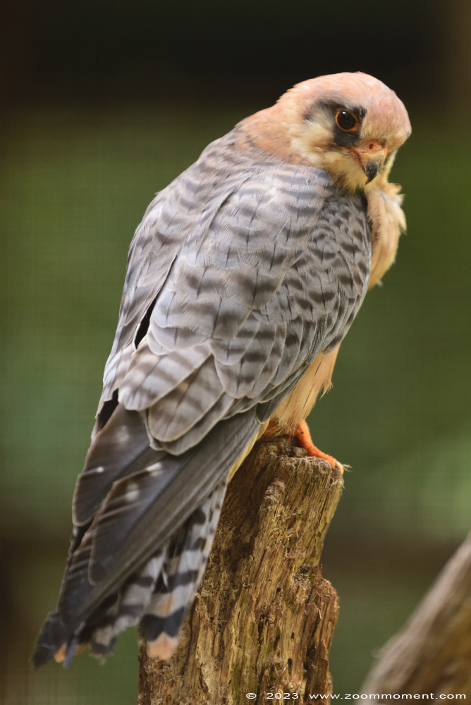 roodpootvalk ( Falco vespertinus ) red footed falcon
Keywords: Bestzoo Nederland roodpootvalk Falco vespertinus red footed falcon