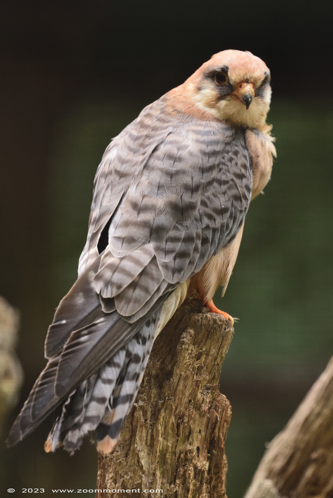 roodpootvalk ( Falco vespertinus ) red footed falcon
Kulcsszavak: Bestzoo Nederland roodpootvalk Falco vespertinus red footed falcon