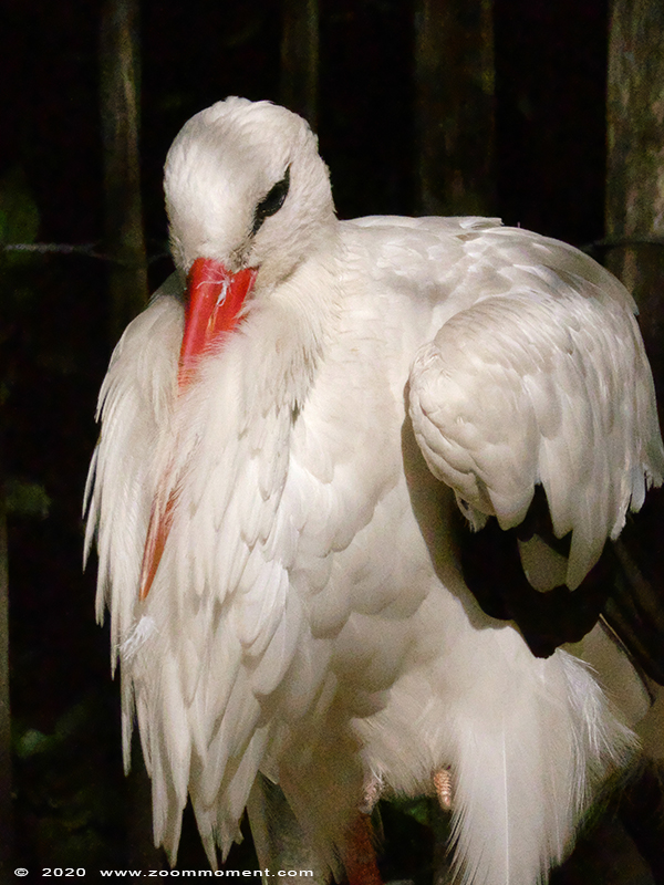 ooievaar ( Ciconia ciconia ) stork 
Trefwoorden: Bestzoo Nederland ooievaar Ciconia ciconia stork