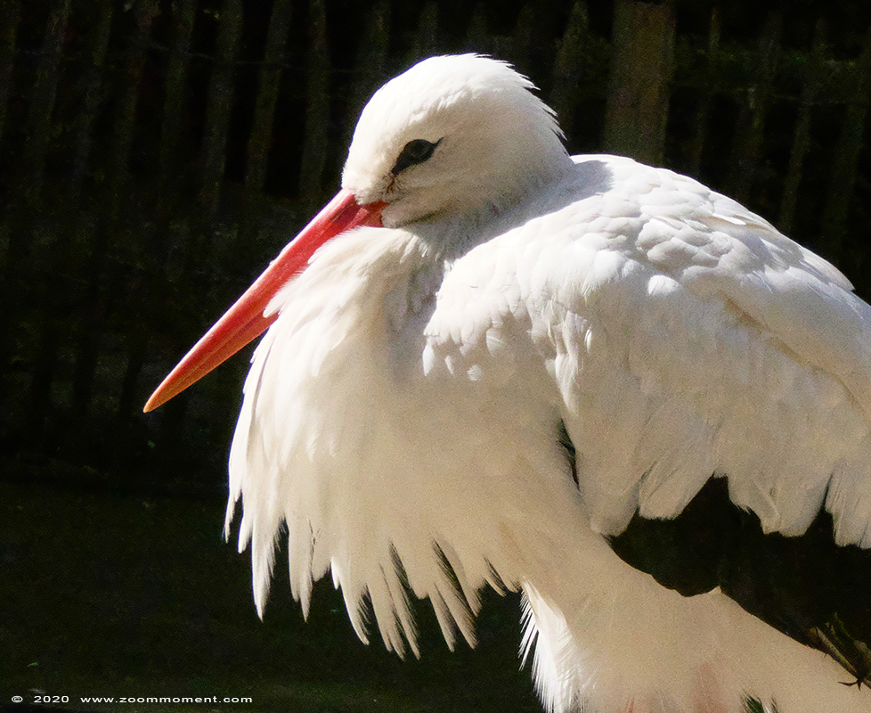 ooievaar ( Ciconia ciconia ) stork 
Trefwoorden: Bestzoo Nederland ooievaar Ciconia ciconia stork