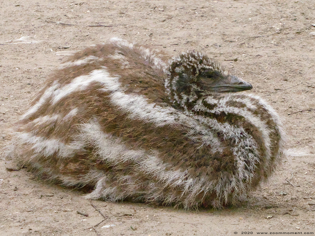 emoe ( Dromaius novaehollandiae ) emu
Trefwoorden: Bestzoo Nederland emoe Dromaius novaehollandiae emu kuiken chick