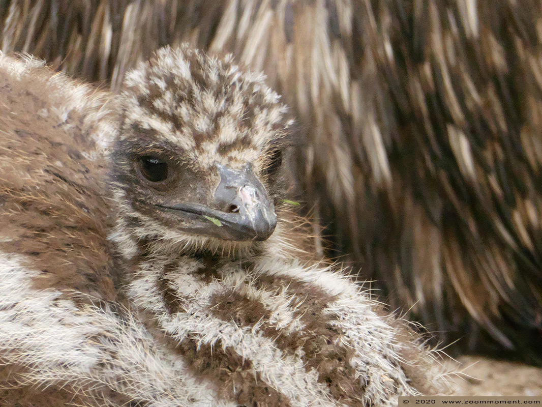 emoe ( Dromaius novaehollandiae ) emu
الكلمات الإستدلالية(لتسهيل البحث): Bestzoo Nederland emoe Dromaius novaehollandiae emu kuiken chick