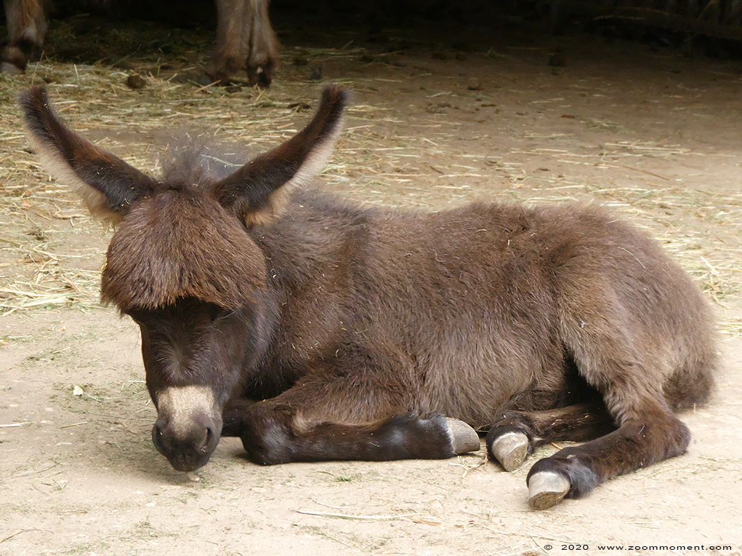 dwergezel ( Equus asinus ) donkey
Trefwoorden: Bestzoo Nederland dwergezel  Equus asinus donkey