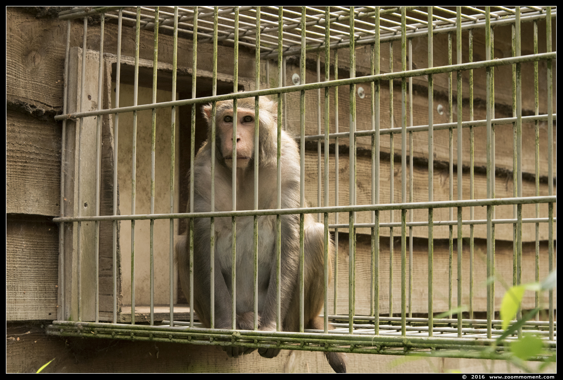 resusaap ( Macaca mulatta ) rhesus macaque
Trefwoorden: Bestzoo resusaap Macaca mulatta rhesus macaque
