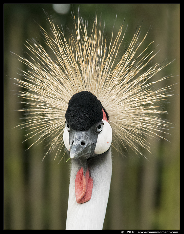 grijze kroonkraanvogel  ( Balearica regulorum ) crowned crane 
Keywords: Bestzoo kroonkraanvogel Balearica regulorum  crowned crane