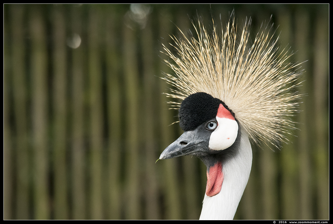 grijze kroonkraanvogel  ( Balearica regulorum ) crowned crane
Trefwoorden: Bestzoo kroonkraanvogel Balearica regulorum  crowned crane
