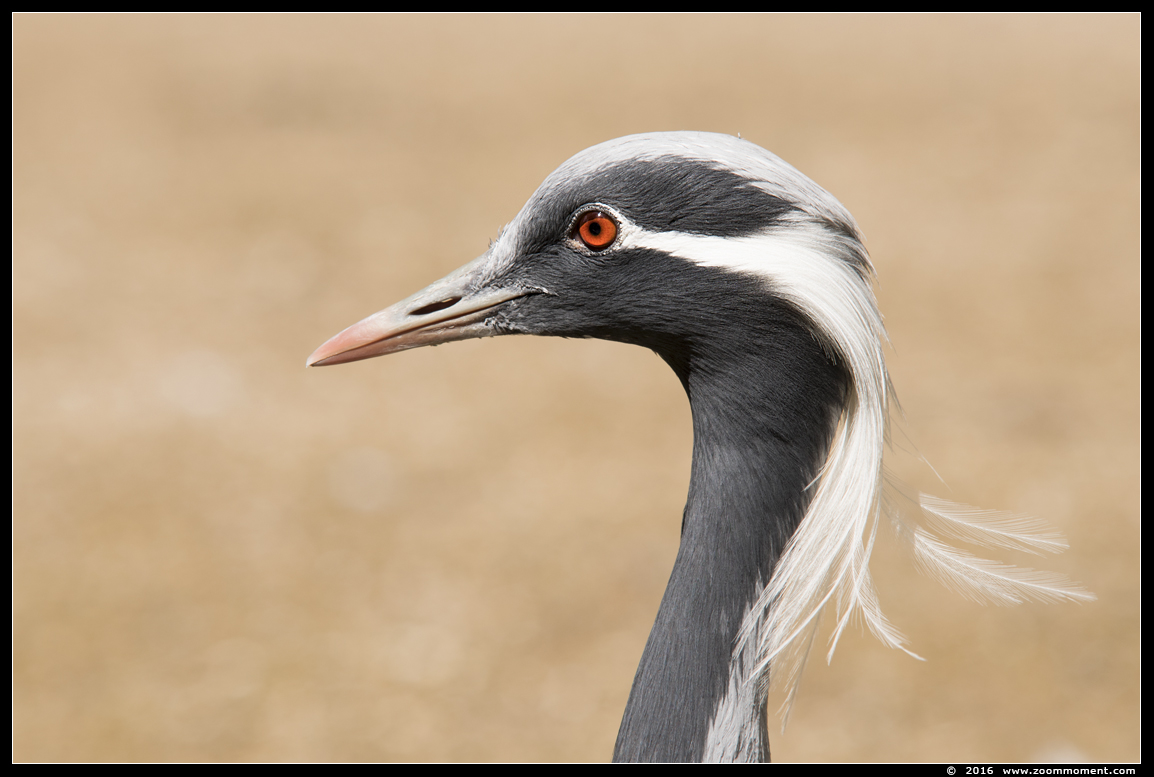 jufferkraanvogel  ( Anthropoides virgo ) demoiselle crane
Trefwoorden: Bestzoo jufferkraanvogel Anthropoides virgo  demoiselle crane