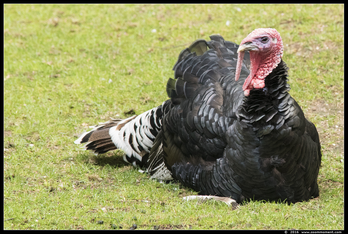 kalkoen ( Meleagris gallopavo ) turkey 
Trefwoorden: Bestzoo kalkoen Meleagris gallopavo turkey