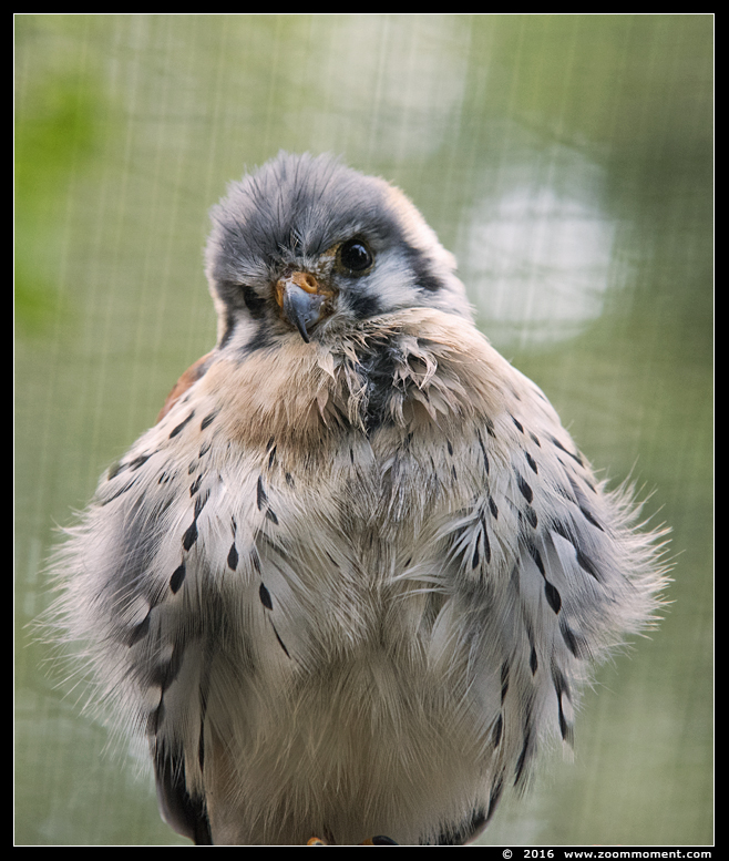 Amerikaanse torenvalk ( Falco sparverius ) American kestrel
Trefwoorden: Bestzoo Amerikaanse torenvalk Falco sparverius American kestrel