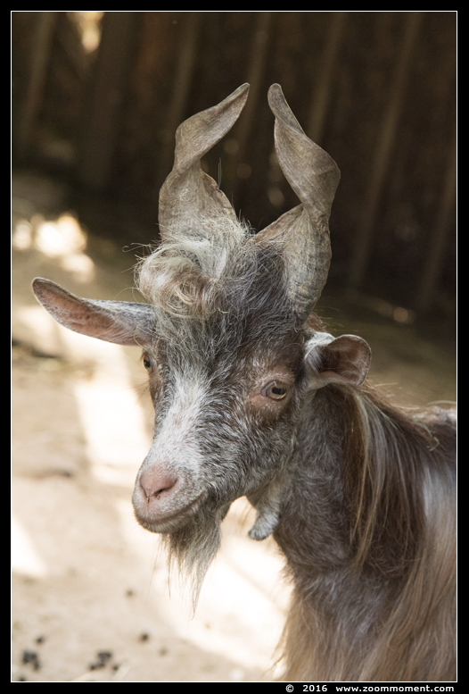 girgentana geit ( Capra hircus girgentana ) girgentana goat
Trefwoorden: Bestzoo girgentana geit  Capra hircus girgentana girgentana goat