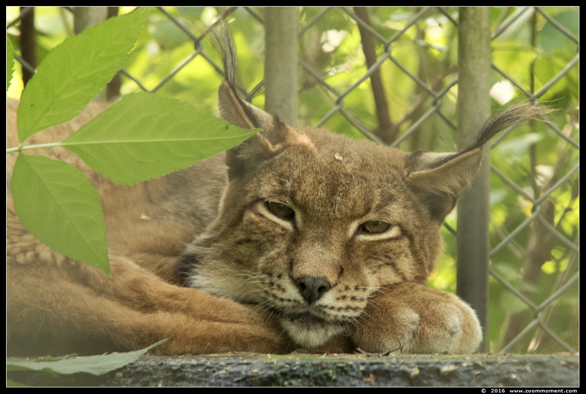 Europese lynx ( Lynx lynx )
Trefwoorden: Bestzoo Europese lynx