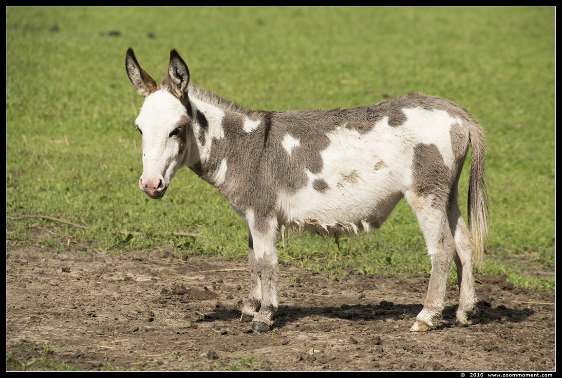 dwergezel ( Equus asinus ) donkey
Trefwoorden: Bestzoo dwergezel Equus asinus donkey ass