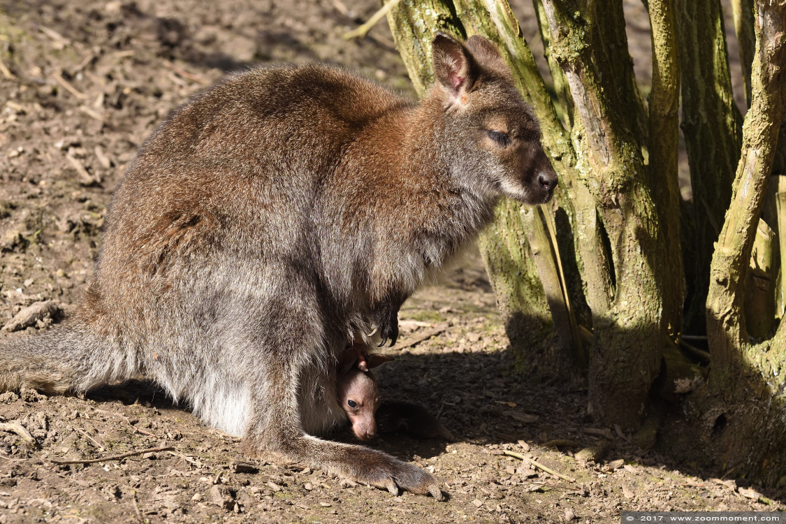 Bennett- of roodnekwallaby ( Macropus rufogriseus ) red necked wallaby
Trefwoorden: Uilenpark De Paay Beesd bennett wallaby Macropus rufogriseus wallby