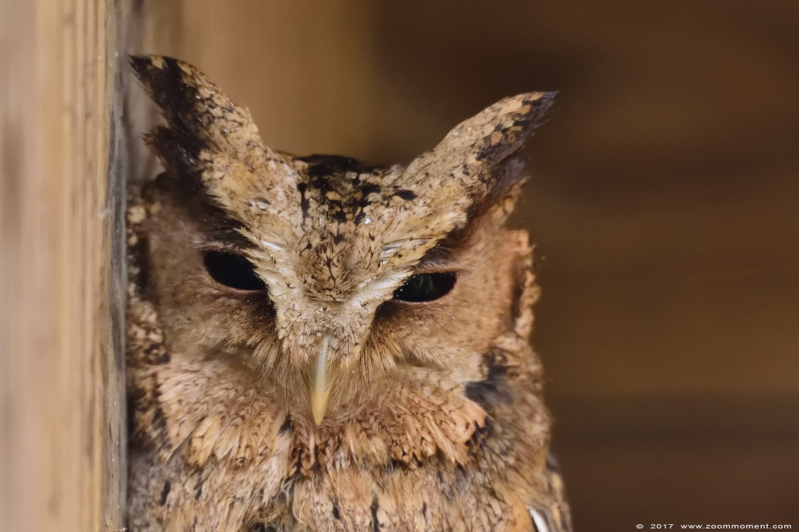 Indische dwergooruil ( Otus bakkamoena ) Indian scops owl
Trefwoorden: Uilenpark De Paay Beesd Indische dwergooruil Otus bakkamoena Indian scops owl