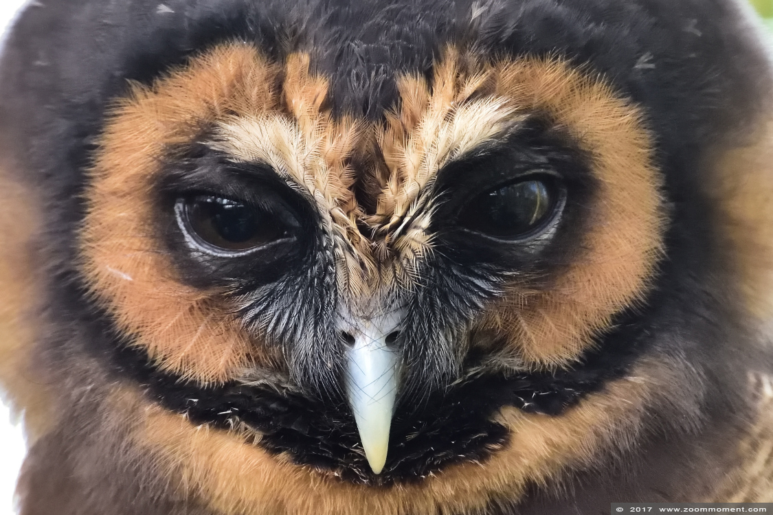 Maleise bosuil ( Strix leptogrammica ) brown wood owl
Keywords: Uilenpark De Paay Beesd Maleise bosuil Strix leptogrammica brown wood owl