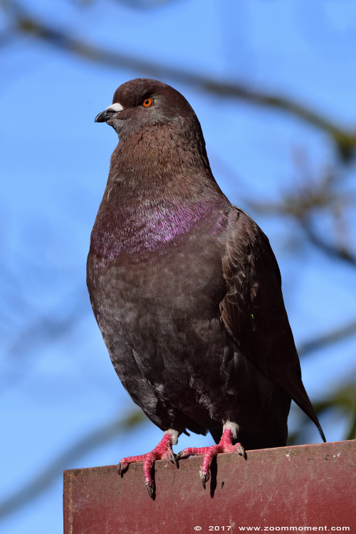 duif king pigeon
Trefwoorden: Uilenpark De Paay Beesd duif king pigeon