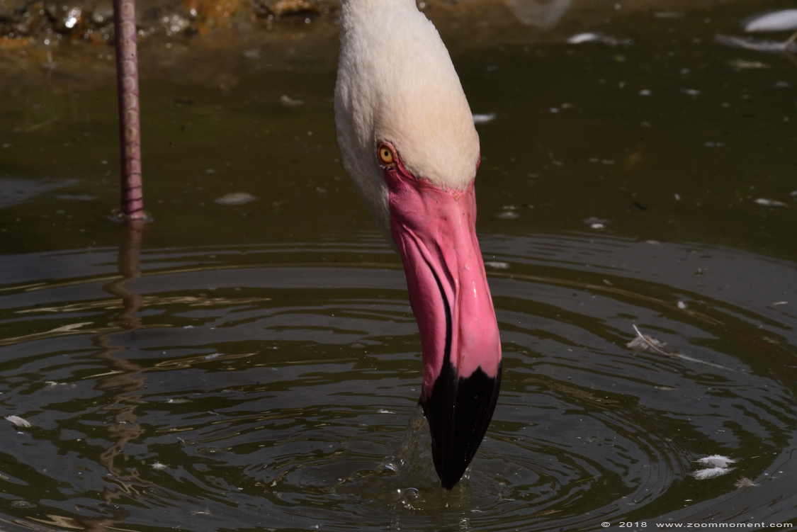flamingo  ( Phoenicopterus roseus ) flamingo
Trefwoorden: Dierenrijk Nederland Netherlands flamingo  Phoenicopterus roseus  flamingo