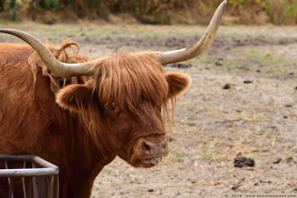 Schotse hooglander  ( Bos taurus )  Highland cattle
Trefwoorden: Dierenrijk Nederland Netherlands Schotse hooglander  Bos taurus  Highland cattle