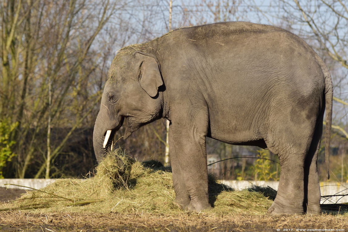 Aziatische olifant ( Elephas maximus ) Asian elephant
Trefwoorden: Dierenrijk Nederland Netherlands Aziatische olifant Elephas maximus elephant