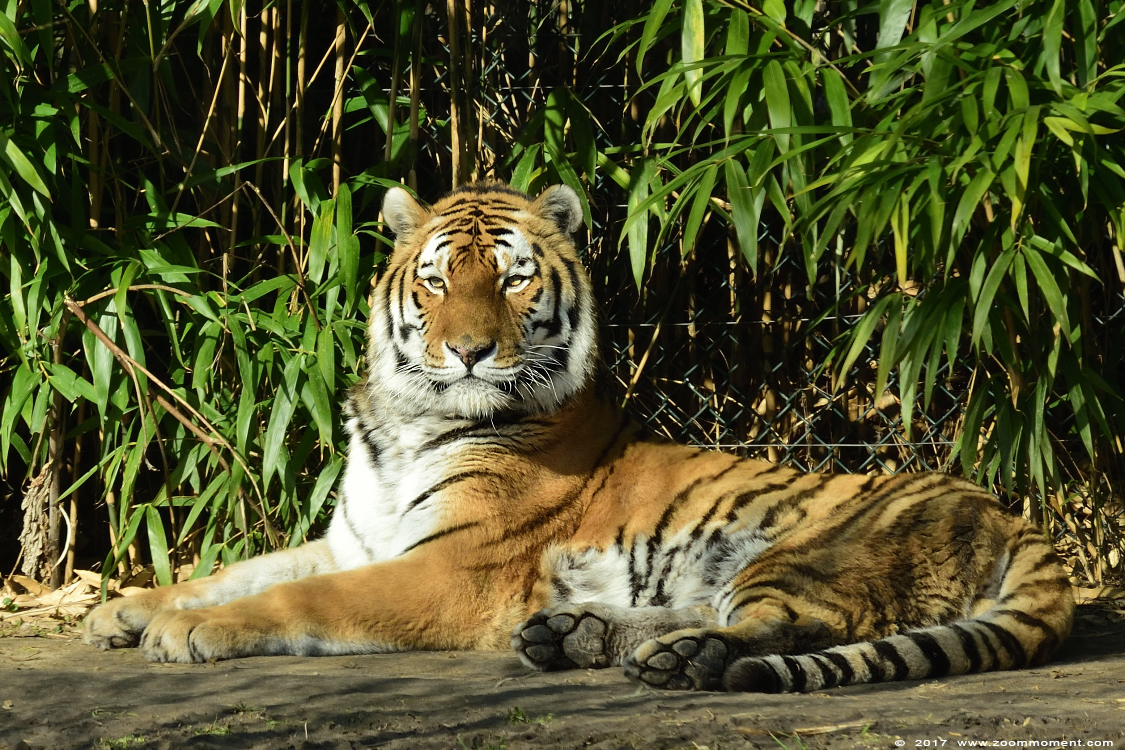 Siberische tijger of amoer tijger ( Panthera tigris altaica ) Siberian tiger
Trefwoorden: Dierenrijk Nederland Netherlands siberische tijger Panthera tigris altaica tiger