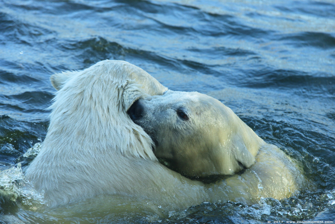 ijsbeer ( Ursus maritimus ) polar bear
Trefwoorden: Dierenrijk Nederland Netherlands ijsbeer Ursus maritimus  polar bear