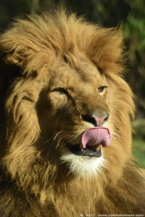 Afrikaanse leeuw ( Panthera leo ) African lion
Trefwoorden: Dierenrijk Nederland Netherlands leeuw  Panthera leo  lion